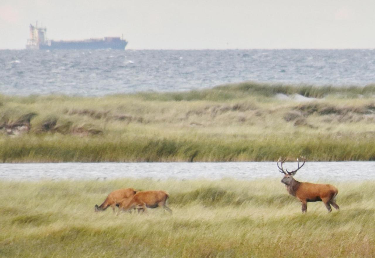 Fewo-Kramm Ostseebad Dierhagen Eksteriør bilde